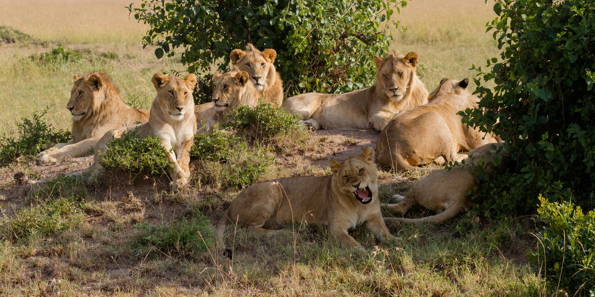 Lions group