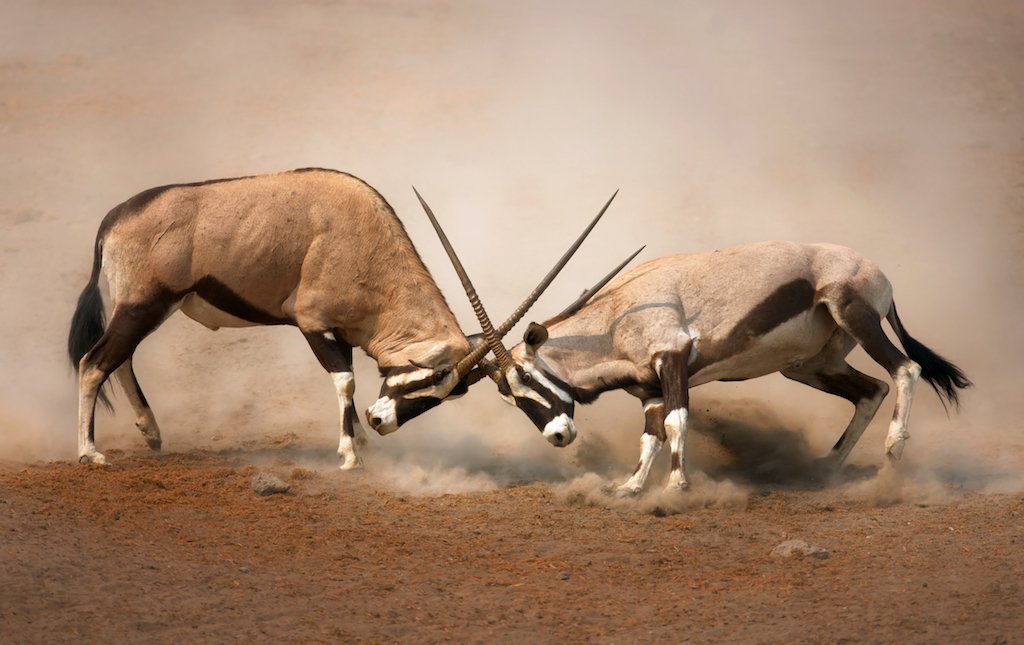 Two male Gemsbok antelopes involved in a intense fight